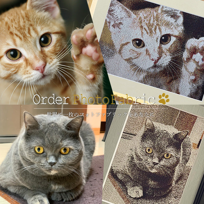 CATS HANNS REICH フォトグラファーによる猫の写真を集めた作品集 CATS HANNS REICH フォトグラファーによる猫の写真を集めた作
